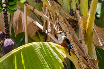 A gorgeous kingfisher isolated on a leaf of a banana tree, Cape Verde Islands