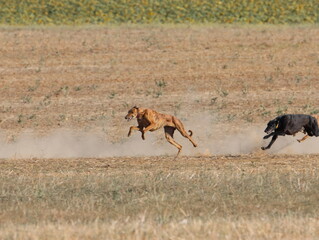 greyhound race fast dog domestic animal field hare hunting