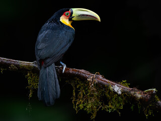 Red-breasted Toucan portrait on mossy stick on rainy day against dark green background