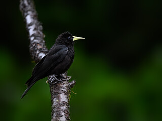 Red-rumped Cacique portrait on  stick on rainy day against dark green background