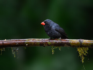 Black-throated Grosbeak portrait on mossy stick on rainy day against dark green background