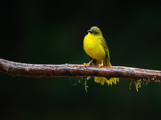 Olive-green Tanager portrait on mossy stick and rainy day against dark green background
