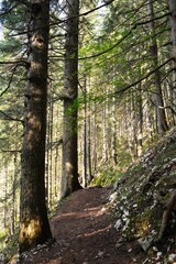 footpath in the mountain among the trees