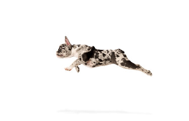 Running, flying. Active dog. Studio image of purebred French bulldog in spotted color over white background. Concept of domestic animal, pet care, motion, action, animal life. Copy space for ad