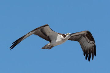 Osprey in Flight