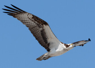 Obraz premium Osprey in Flight