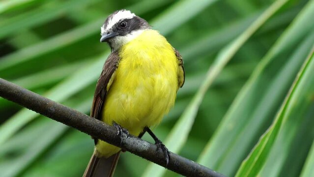 Bienteveo com&uacute;n, aves ex&oacute;ticas de Colombia