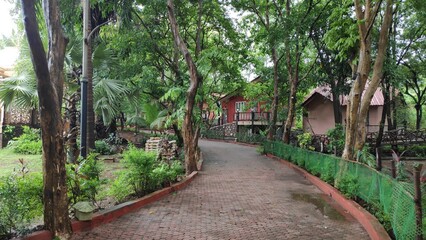 bridge in the forest