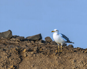 Obraz premium A yellow footed gull looking into camera