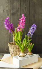 Spring multi-colored spring flowers hyacinths in a wicker flowerpot stand on the table, a bulbous plant in a box.  Plant transplant concept, spring mood, front view.