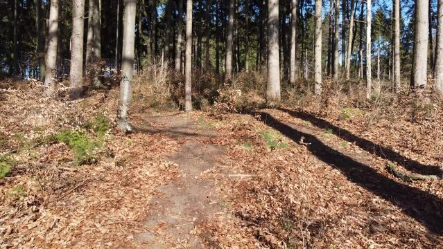Drohnenflug zwischen B&auml;umen durch einen Wald