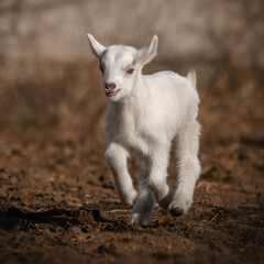 Baby goat beautiful photo portraits of a domestic animal in nature
