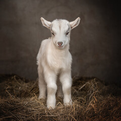 Obraz premium Baby goat beautiful photo portraits of a domestic animal in nature