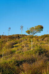 Sunset views from the Santa Monica Mountains while hiking, looking down on the city of Los Angeles and the Santa Monica Bay.