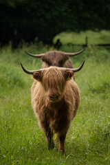 Two Scottish highlander in the pasture - germany