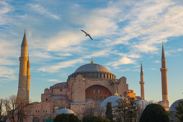 Fototapeta na wymiar Hagia Sophia or Ayasofya Mosque with a seagull at sunrise
