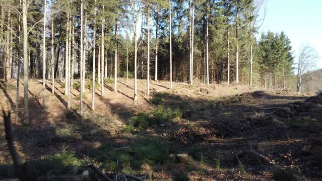 Drohnenflug zwischen B&auml;umen durch einen Wald