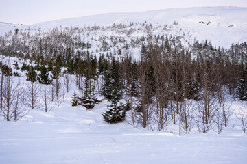 imagen de un paisaje de monta&ntilde;a nevado con &aacute;rboles