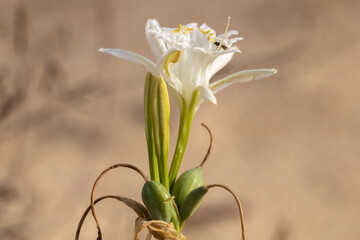 hymenocallis lily