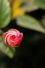 poppy hibiscus sinensis