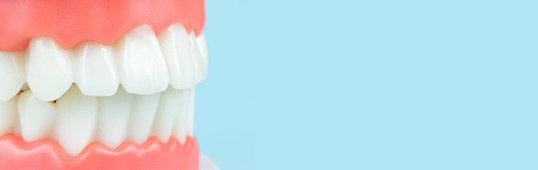 False teeth, jaws. Teeth model dentures on blue background, close-up. Dental healthcare concept. Dental care and dentist 's equipment concept. Copy space. Tooth model using for a presentation.