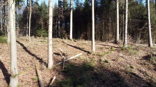Drohnenflug zwischen B&auml;umen durch einen Wald