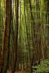 Plakat Tall trees. Lush forest background photo. Carbon net zero vertical photo