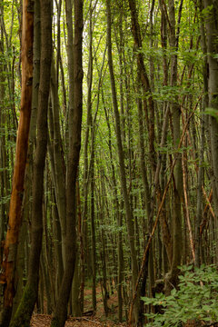Tall trees. Lush forest background photo. Carbon net zero vertical photo