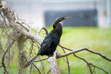 A big anhinga bird resting on tree branch in Florida wetlands