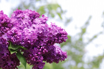 Big lilac branch bloom. Spring purple lilac flowers close-up on blurred background. Bouquet of purple flowers. Blossoming  purple lilacs in the spring time.  Blooming bush with tender tiny flower