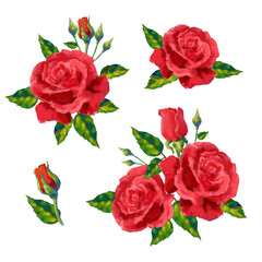 Collection of vector high detailed realistic rose flowers on white for design