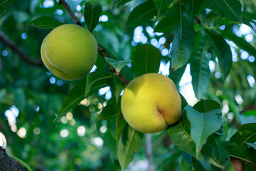 juicy peaches on a branch