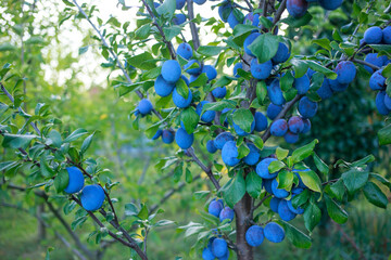 Beautiful branch of ripe plums