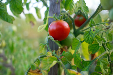 Delicious red tomatoes