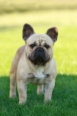 Fototapeta premium Dog breed french bulldog