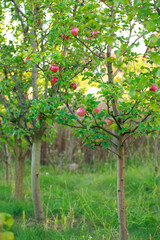 Red apples on tree
