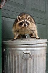 Raccoon (Procyon lotor) Stands Atop Trash Can Legs Spread Autumn