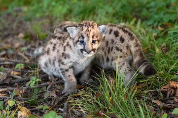 Naklejka na ściany i meble Cougar Kitten (Puma concolor) Walks Passed Squatting Sibling Autumn