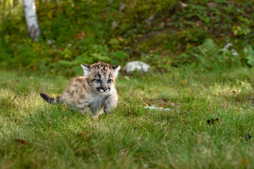 Naklejka na ściany i meble Cougar Kitten (Puma concolor) Runs Right Through Grass Autumn