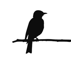 shrike bird on branch, black silhouette