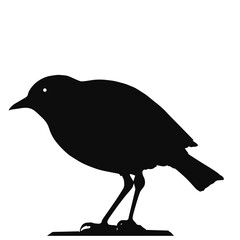 standing tropical bird , black silhouette