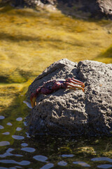 A vertical photo of a crab resting on some volcanic rocks