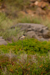 An up close picture of a bird resting on a twig, taken in Fuerteventura