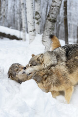 Wolves (Canis lupus) Come  Together in Snow Winter