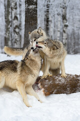 Younger Wolves (Canis lupus) Stand on Deer Body and Beg From Adult Winter