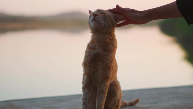 Close up portrait of hand patting old street cat in India. Cat sitting against lake during sunset.