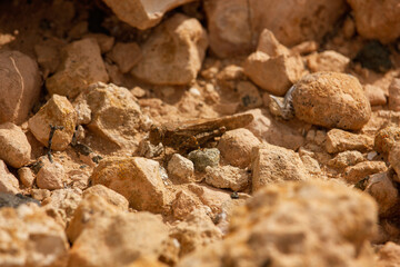 An up close view of a cricket in the middle of a desert in Fuerteventura