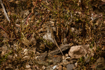 A horizontal, up close picture of a lizard surrounded by greenery in Fuerteventura looking dramatic 