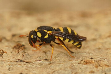 Closeup on a colorful , unique pollen collecting small wasp, Celonites abbreviatus from Gard, France