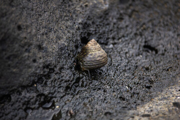 A cute, small little sea snail crawling over some volcanic rocks in Fuerteventura